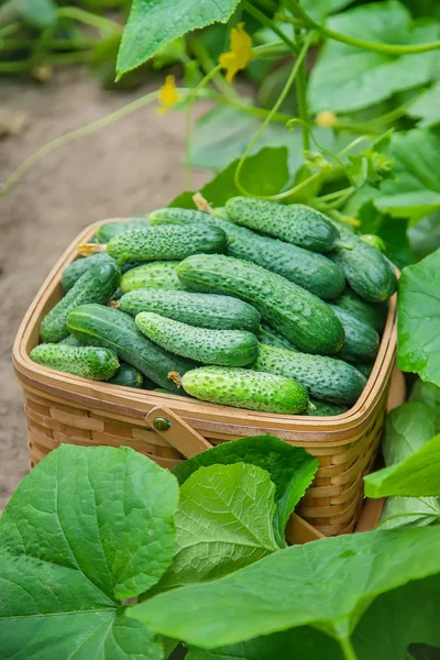 Homemade cucumber cultivation and harvest. selective focus. — Stock Photo, Image