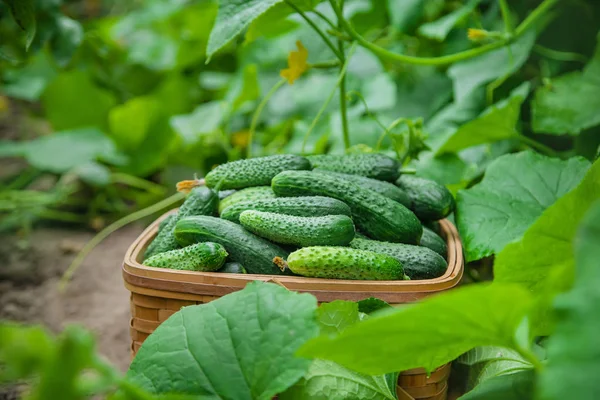 Zelfgemaakte komkommer teelt en oogst. selectieve aandacht. — Stockfoto