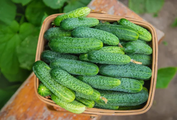 Zelfgemaakte komkommer teelt en oogst. selectieve aandacht. — Stockfoto