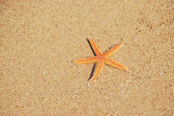 Tengeri csillag a strandon a homokon. Szelektív fókusz. — Stock Fotó