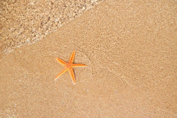 Seestern am Strand im Sand. Selektiver Fokus. — Stockfoto