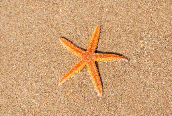 Seestern am Strand im Sand. Selektiver Fokus. — Stockfoto