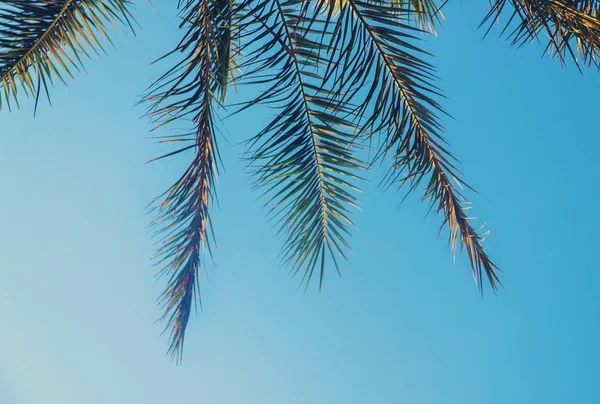 日期棕榈树对天空。选择性聚焦. — 图库照片