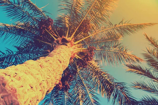 Date palm trees against the sky. Selective focus. — Stock Photo, Image