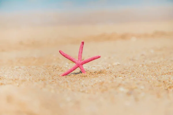 Seestern am Strand im Sand. Selektiver Fokus. — Stockfoto