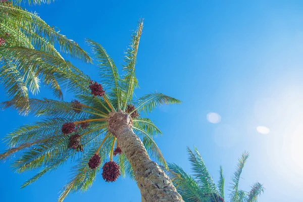 date palm trees against the sky. Selective focus.