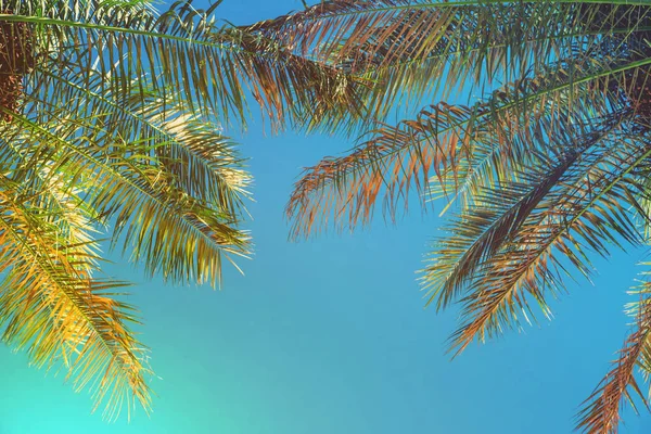 date palm trees against the sky. Selective focus.