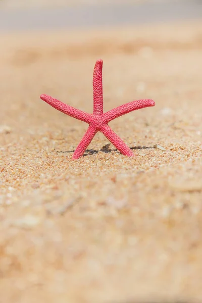 Seestern am Strand im Sand. Selektiver Fokus. — Stockfoto