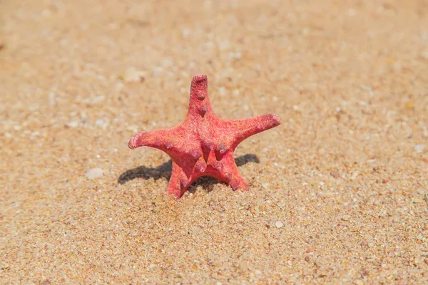 Морская звезда на пляже на песке. Селективный фокус . — стоковое фото