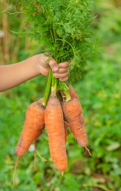 Bahçede bir sürü havuç olan bir çocuk. Seçici odaklama.