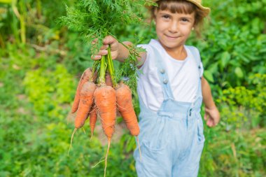 Bahçede bir sürü havuç olan bir çocuk. Seçici odaklama.
