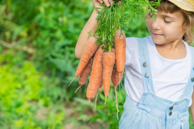 Bahçede bir sürü havuç olan bir çocuk. Seçici odaklama.