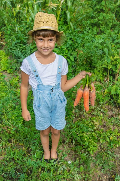 Bahçede bir sürü havuç olan bir çocuk. Seçici odaklama. — Stok fotoğraf