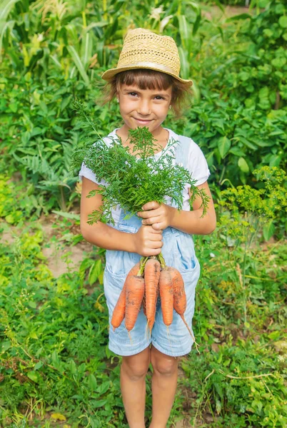 Seorang anak dengan sekelompok wortel di taman. Fokus selektif . — Stok Foto