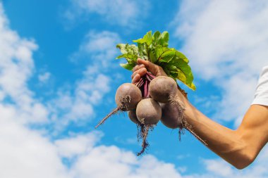 Bahçede bir sürü pancarı olan bir adam. Seçici odaklama.