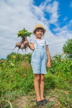 Bahçede bir sürü pancarı olan bir çocuk. Seçici odaklama.