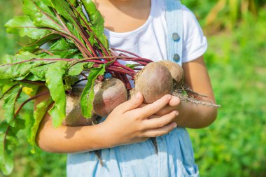Bahçede bir sürü pancarı olan bir çocuk. Seçici odaklama.