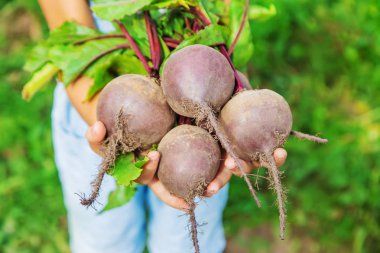 Bahçede bir sürü pancarı olan bir çocuk. Seçici odaklama.