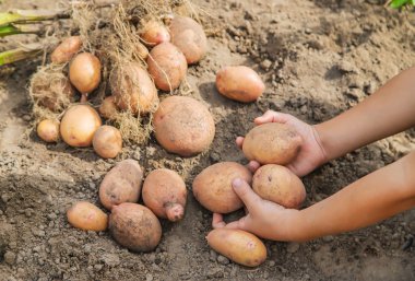 Bahçede patates kazın. Seçici odaklama.
