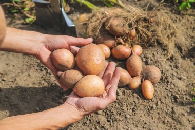 Bahçede patates kazın. Seçici odaklama.