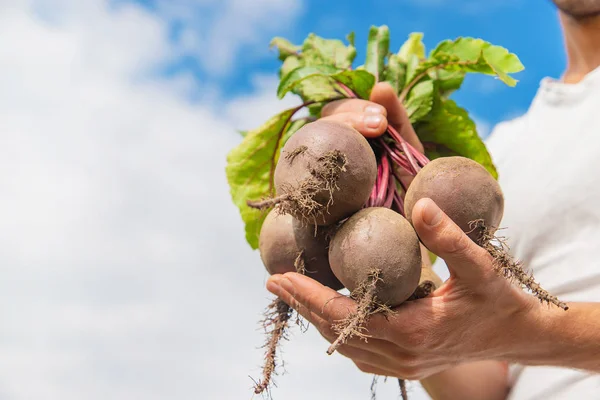 Un uomo con un mucchio di barbabietole in giardino. Focus selettivo . — Foto Stock