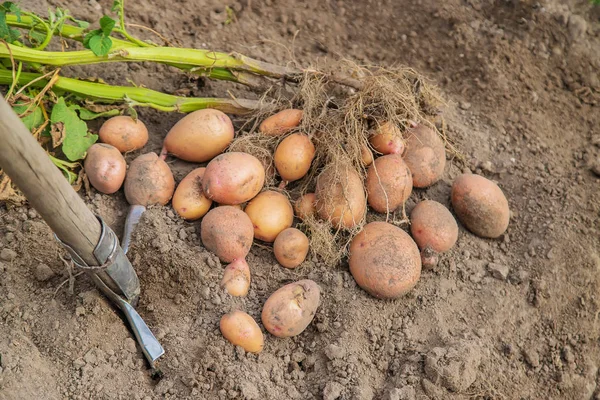 Kartoffeln im Garten ausgraben. Selektiver Fokus. — Stockfoto
