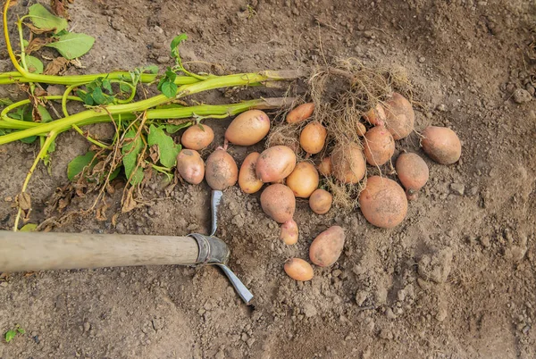 Menggali kentang di kebun. Fokus selektif . — Stok Foto