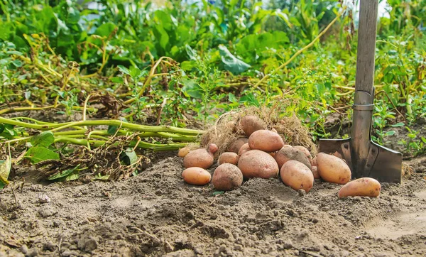 Kartoffeln im Garten ausgraben. Selektiver Fokus. — Stockfoto