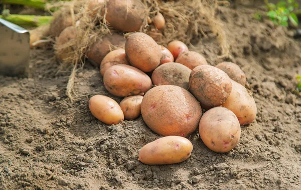 Копайте картошку в саду. Селективный фокус . — стоковое фото