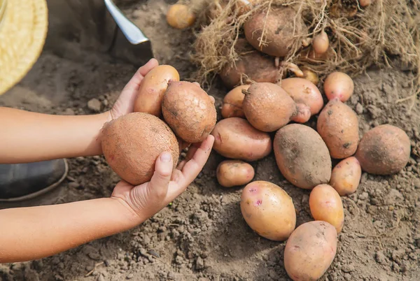 Копайте картошку в саду. Селективный фокус . — стоковое фото