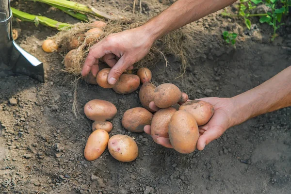 Menggali kentang di kebun. Fokus selektif . — Stok Foto