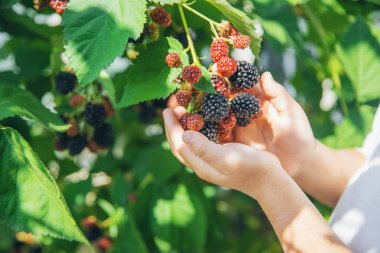 Çocuk elinde böğürtlen tutar. Seçici odaklama.