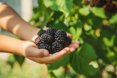 Çocuk elinde böğürtlen tutar. Seçici odaklama.