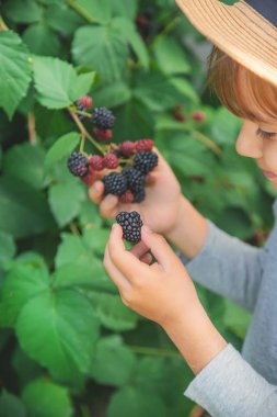 Çocuk elinde böğürtlen tutar. Seçici odaklama.