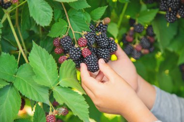 Çocuk elinde böğürtlen tutar. Seçici odaklama.