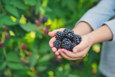 Çocuk elinde böğürtlen tutar. Seçici odaklama.