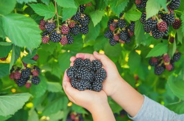 Çocuk elinde böğürtlen tutar. Seçici odaklama.
