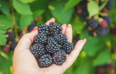 Çocuk elinde böğürtlen tutar. Seçici odaklama.