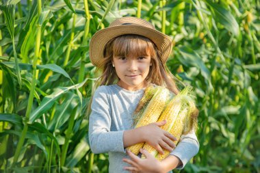 Bir çocuğun elinde tarlada mısır. Seçici odaklama.