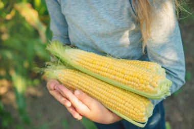 Bir çocuğun elinde tarlada mısır. Seçici odaklama.
