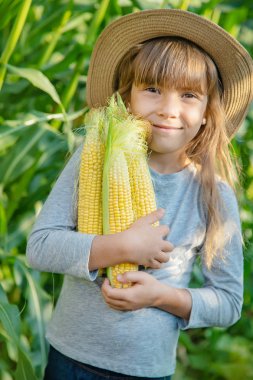 Bir çocuğun elinde tarlada mısır. Seçici odaklama.