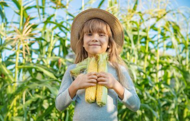 Bir çocuğun elinde tarlada mısır. Seçici odaklama.