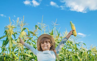 Bir çocuğun elinde tarlada mısır. Seçici odaklama.
