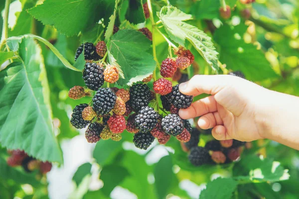 El niño tiene las moras en las manos. Enfoque selectivo . —  Fotos de Stock