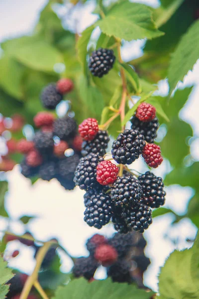 Blackberry berries on the bushes in the garden. Selective focus. — Stock Photo, Image