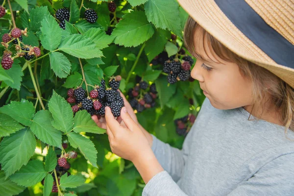 El niño tiene las moras en las manos. Enfoque selectivo . — Foto de Stock