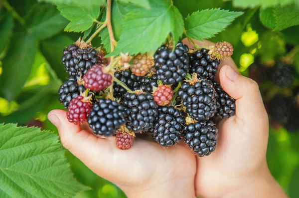 Çocuk elinde böğürtlen tutar. Seçici odaklama.