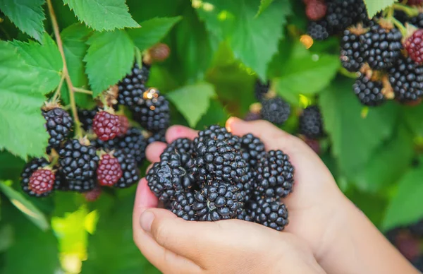 Çocuk elinde böğürtlen tutar. Seçici odaklama.