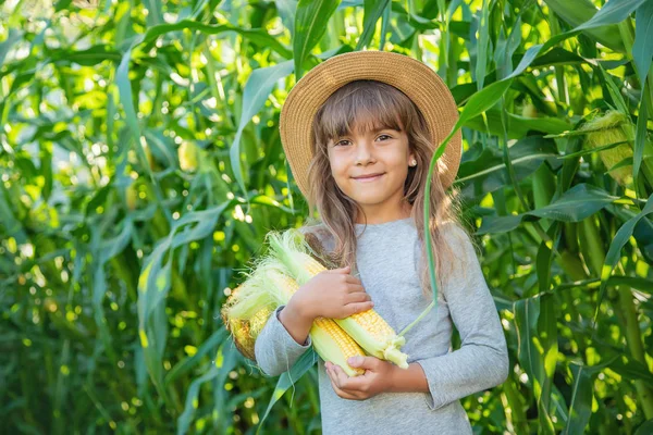 Bir çocuğun elinde tarlada mısır. Seçici odaklama.