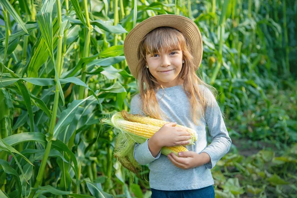 Bir çocuğun elinde tarlada mısır. Seçici odaklama.